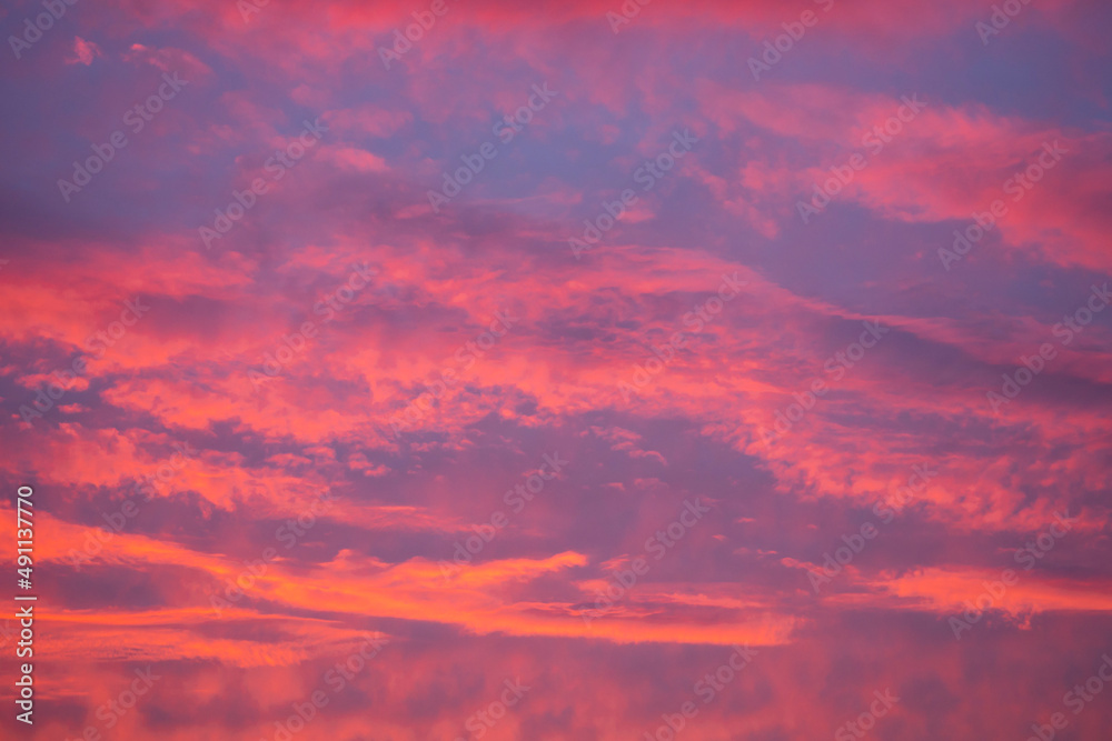 Colorful red clouds on the blue sky. A red sunset.
