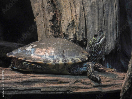 Barbour's map  turtle in the Tennessee Aquarium