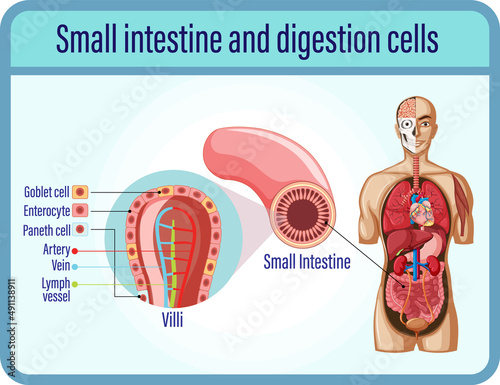Digestion anddigestion cells and small intestine