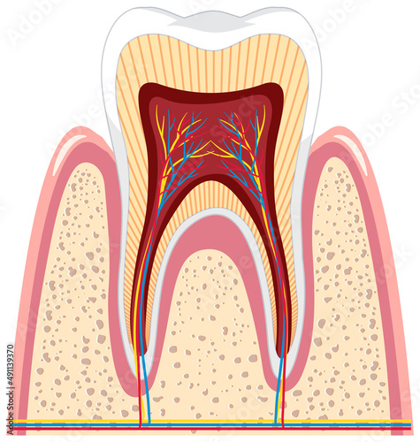 Tooth anatomy in gum on white background