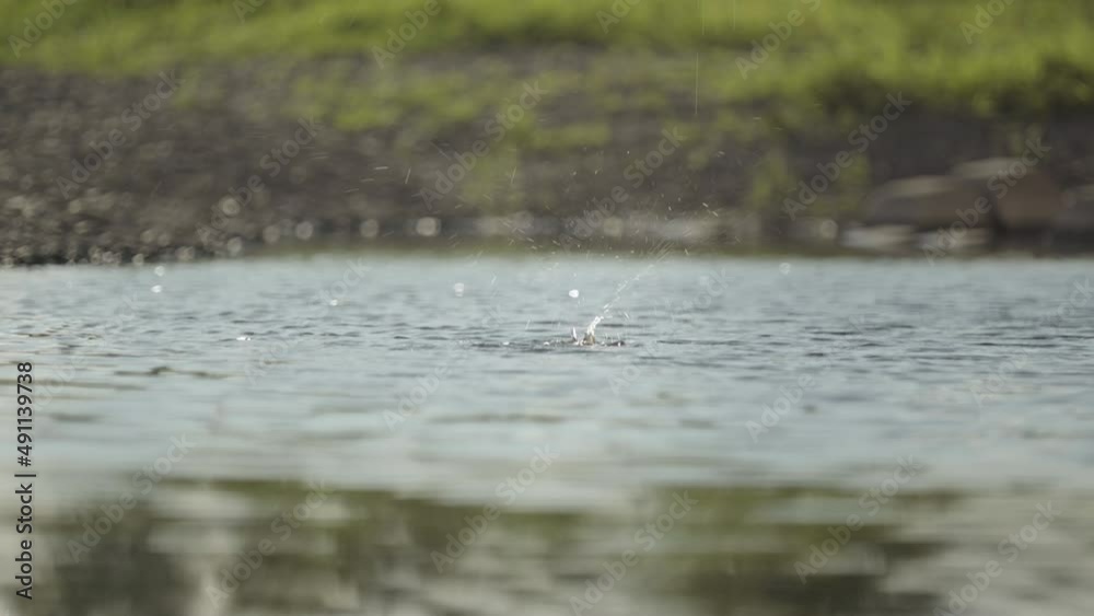 The surface of the water where drips drips and splashes rise (1) The surface of the water where drips drips and splashes rise (1)