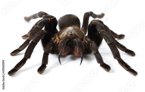 No harm intended. Closeup shot of a brown tarantula isolated on white.