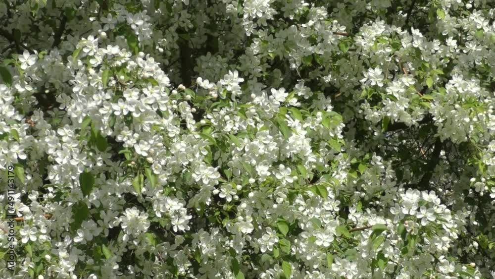 White apple tree flowers on a spring day White apple tree flowers on a spring day