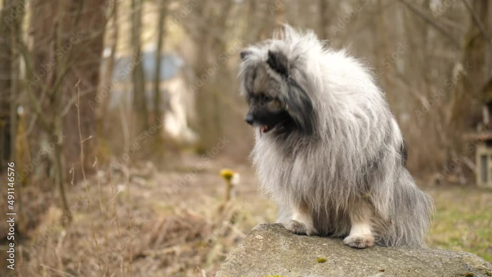 a fluffy keeshond is sitting on a rock and gets feed from its owner. a fluffy keeshond is sitting on a rock and gets feed from its owner.