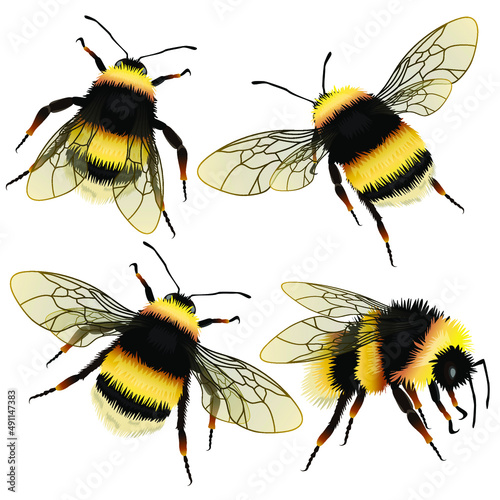 Set of bumblebee vector drawing, top view. Highly detailed vector hand drawn illustration.