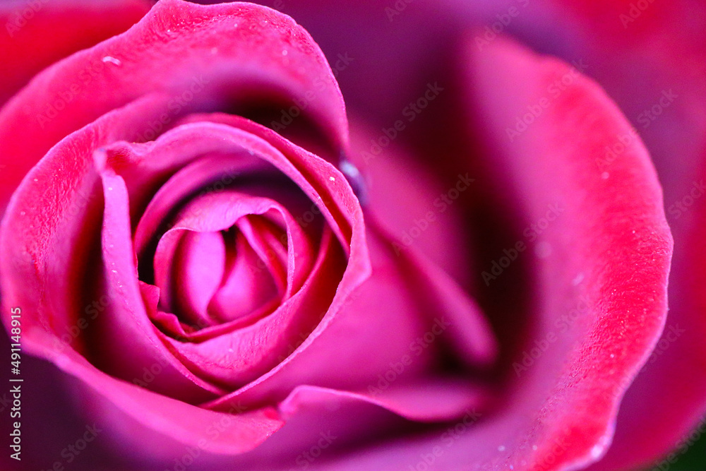 Roses and petals Roses and petals