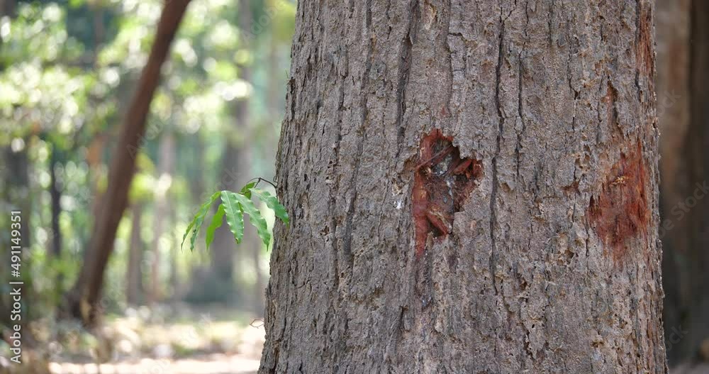 tree trunks, tree bark, trees in the forest