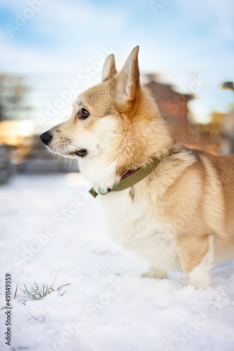 A corgi dog stands in the snow close-up and looks away.