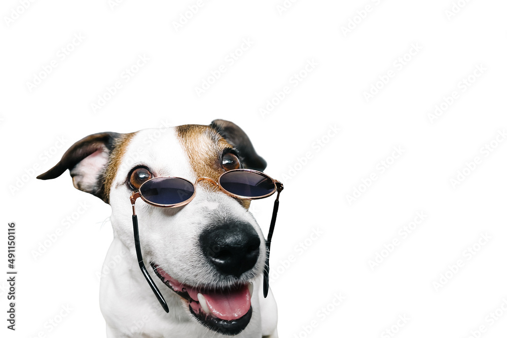Jack Russell's muzzle with glasses funny, on a white background