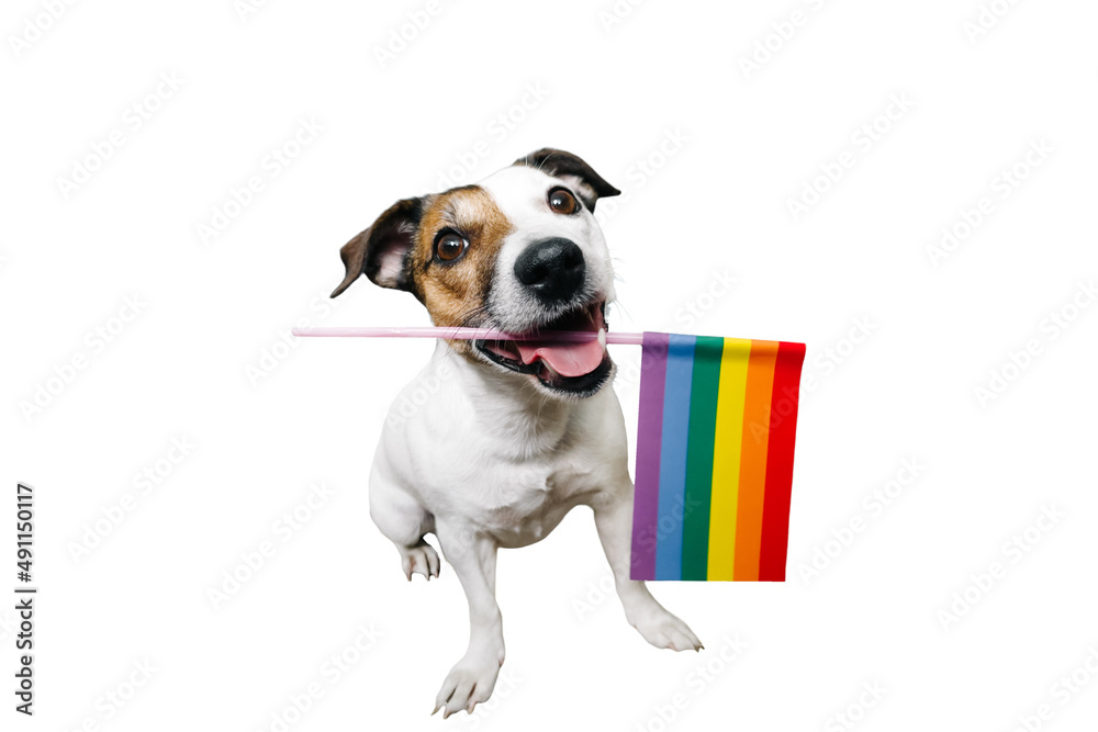 Funny jack Russell with an LGBT flag on a white background Funny jack Russell with an LGBT flag on a white background