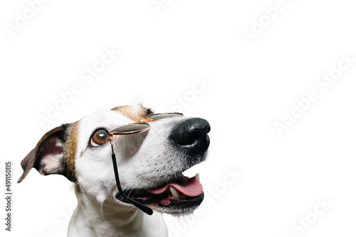 Fototapeta Naklejka Na Ścianę i Meble -  Jack Russell's muzzle with glasses funny, on a white background