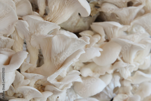 Grey oyster mushroom in farm .Close up.