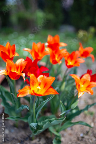 Blooming tulips in the spring garden.