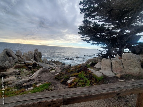 tree on the beach