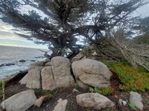 tree in the mountains beach