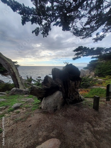 rocks on the beach with trees