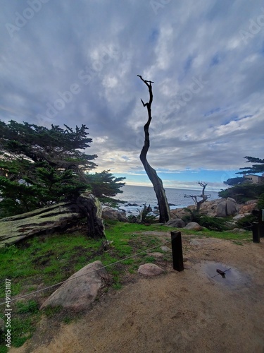 tree in the sky