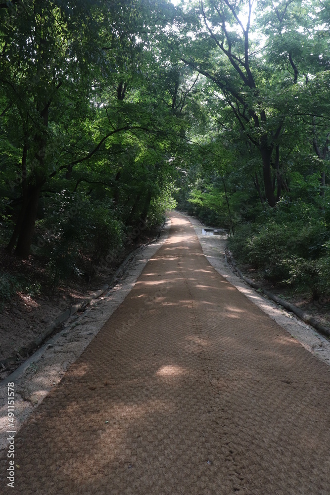 Changdeokgung Palace, Secret Garden forest road Changdeokgung Palace, Secret Garden forest road