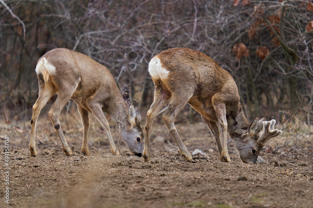 Fototapeta premium Roe deer at the feeding spot in the forest