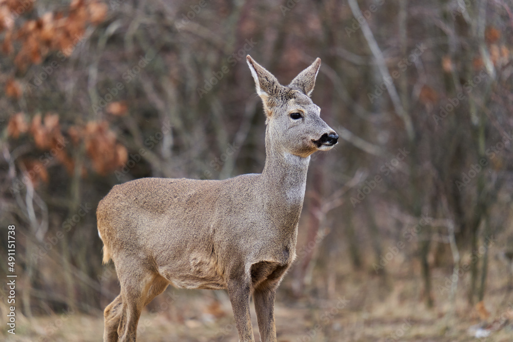 Roe deer at the feeding spot in the forest Roe deer at the feeding spot in the forest