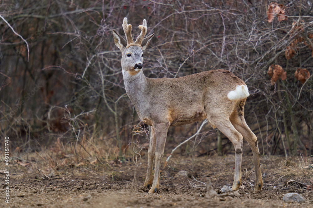 Roe buck at the feeding spot in the forest Roe buck at the feeding spot in the forest