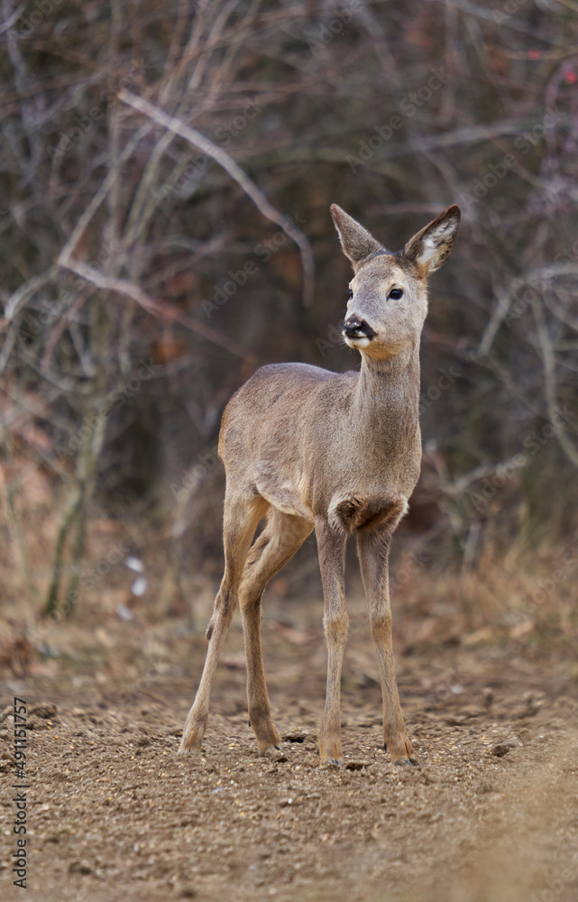 Roe deer at the feeding spot in the forest Roe deer at the feeding spot in the forest