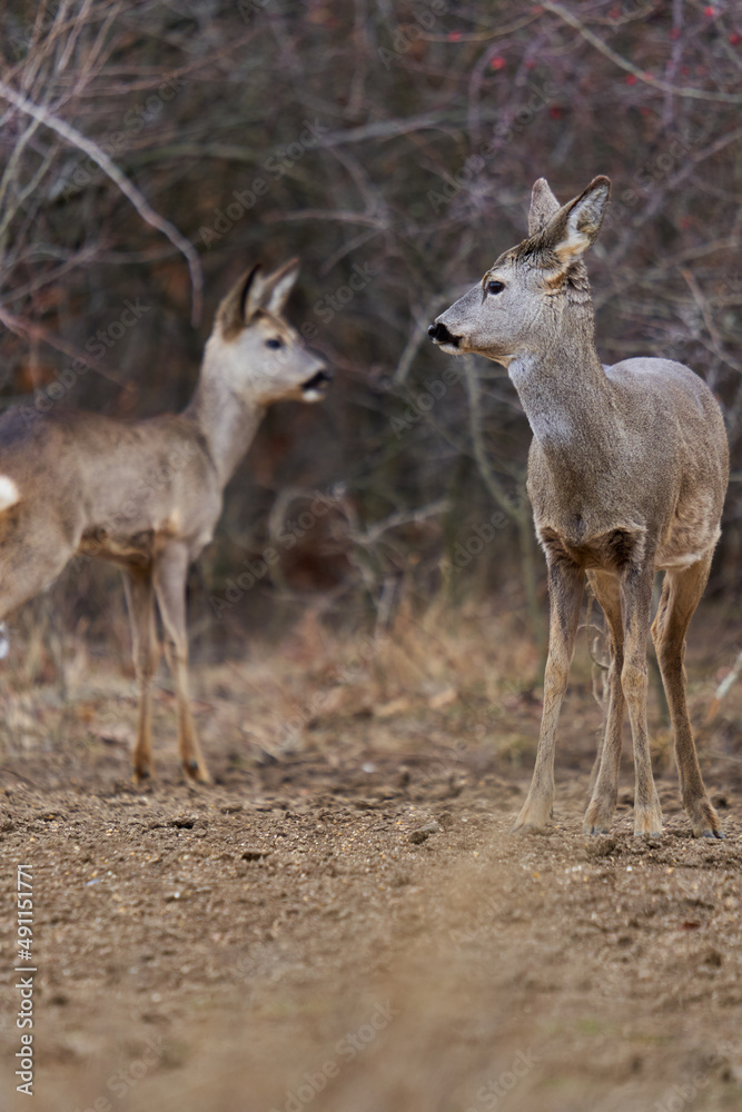 Roe deer at the feeding spot in the forest