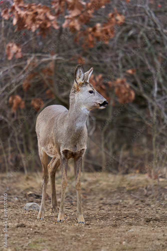 Roe deer at the feeding spot in the forest Roe deer at the feeding spot in the forest