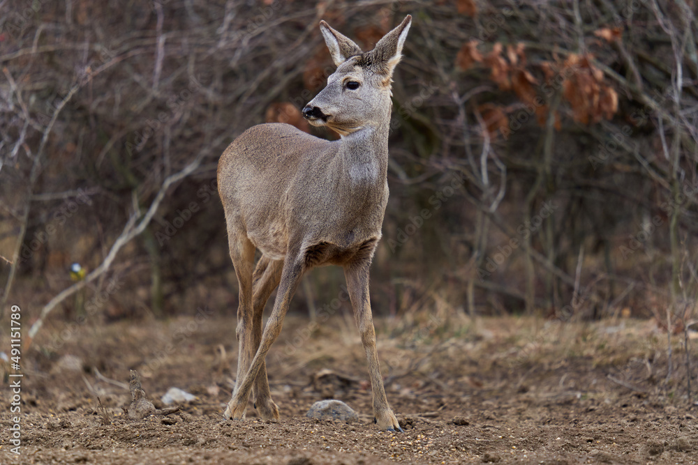 Roe deer at the feeding spot in the forest Roe deer at the feeding spot in the forest