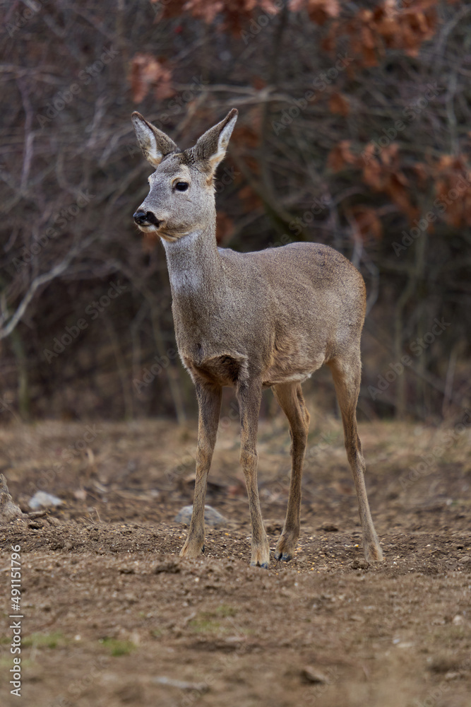 Roe deer at the feeding spot in the forest Roe deer at the feeding spot in the forest