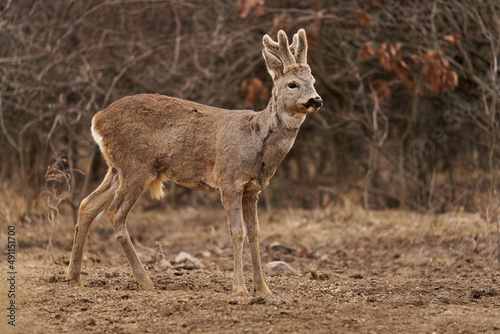 Roe deer at the feeding spot in the forest