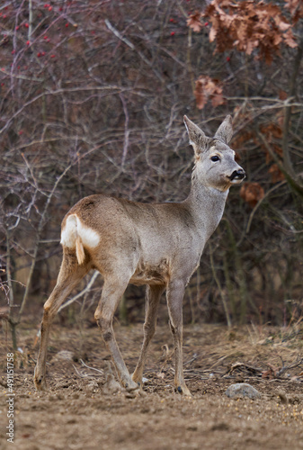Roe deer at the feeding spot in the forest