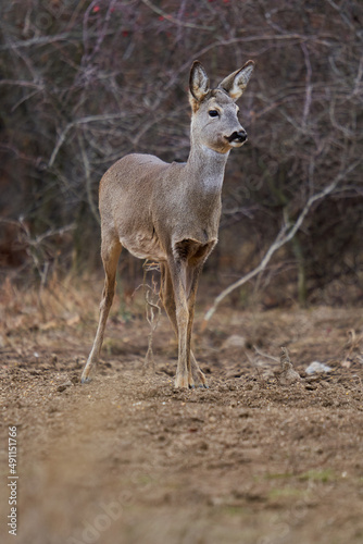 Roe deer at the feeding spot in the forest