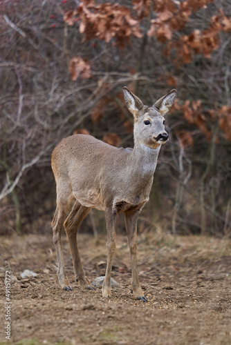 Roe deer at the feeding spot in the forest