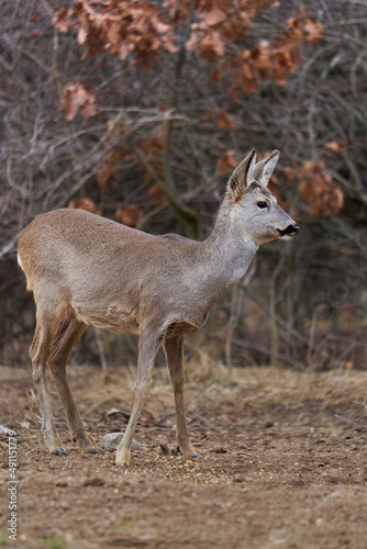 Roe deer at the feeding spot in the forest