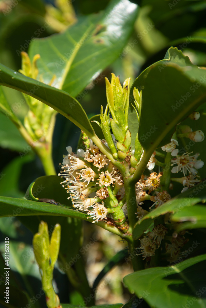 Cherry laurel also called Prunus laurocerasus blossoms in the ornamental garden Cherry laurel also called Prunus laurocerasus blossoms in the ornamental garden