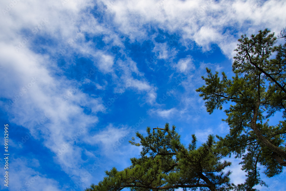青い空と雲と植物 青い空と雲と植物
