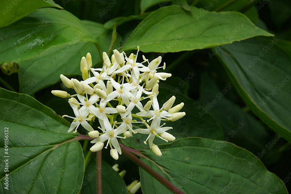 Fototapeta premium Flowers and Leaves of Cornus sericea