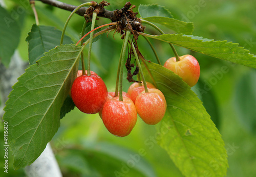 Bird cherry fruits