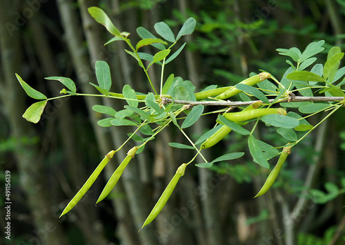Caragana arborescens branch with fruit pods photo