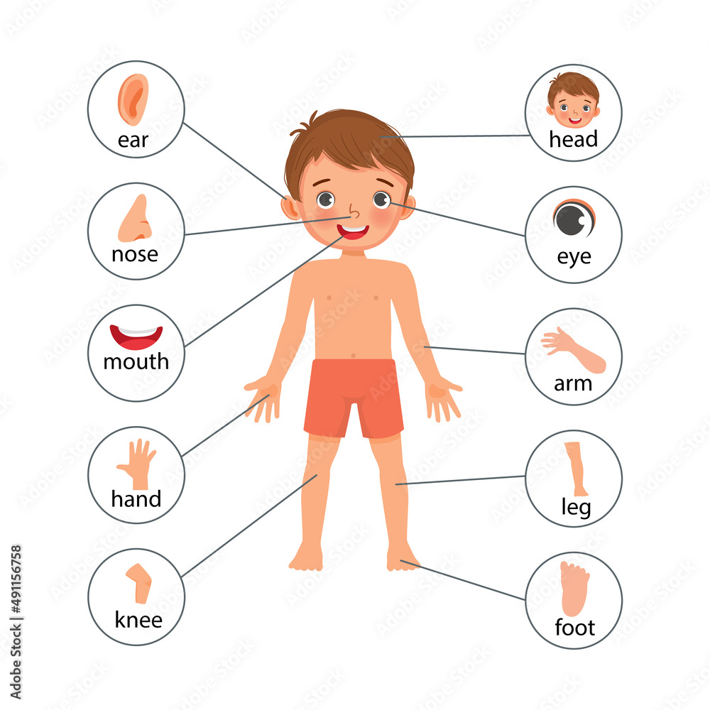 body-parts-name-with-pictures-in-english-hindi-pdf