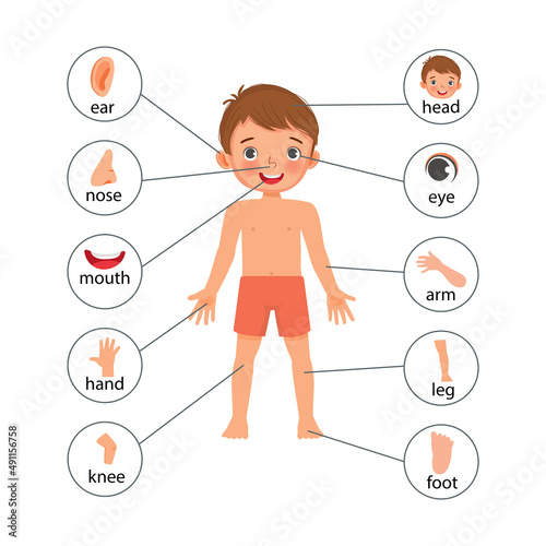 little boy illustration poster of human body parts with diagram text label chart for educational purpose