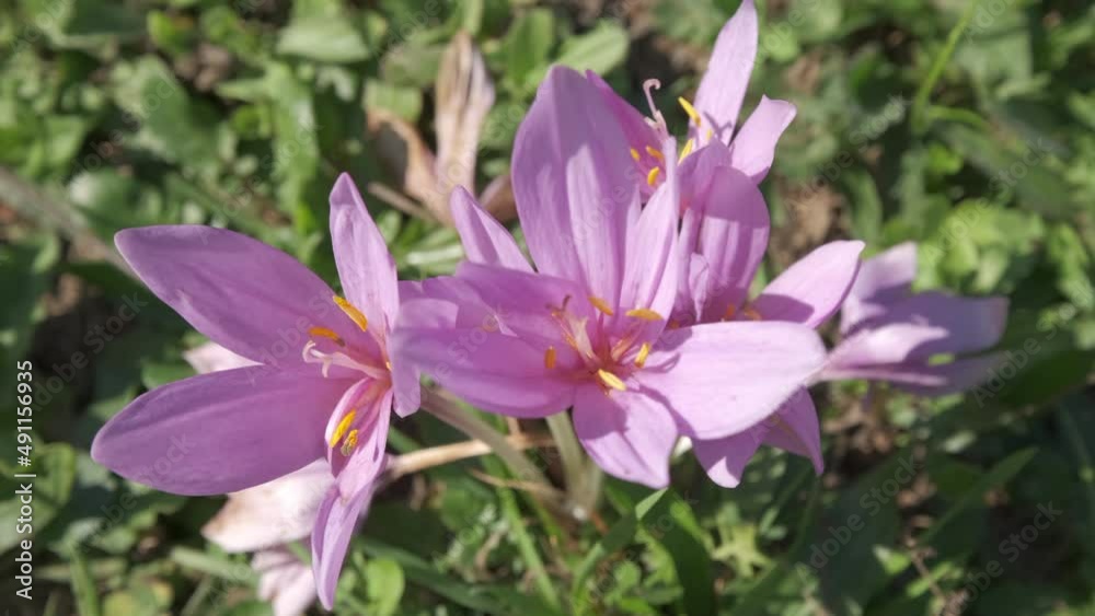 Saffron flower purple spice petal Saffron flower purple spice petal