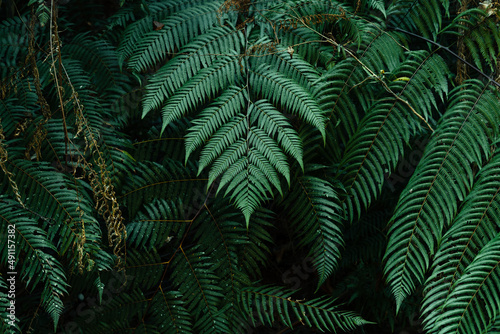 dark leaves in the forest foliage background in nature