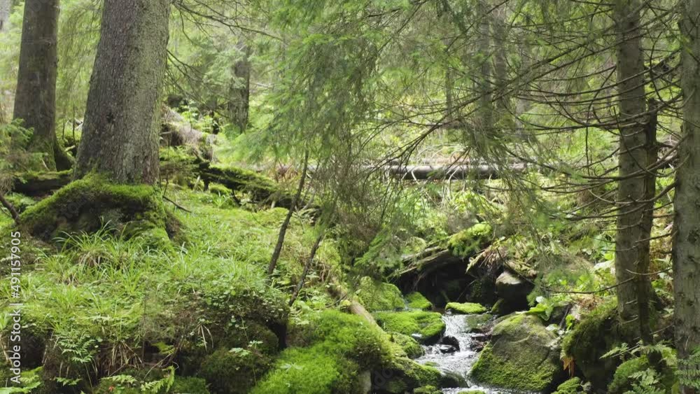 Mountain Stream flowing under a gentle misty morning rays of sunlight on the old stones with bright green moss and lichen in the wild beech forest. Clean water is lit with light flares
Mountain Stream flowing under a gentle misty morning rays of sunlight on the old stones with bright green moss and lichen in the wild beech forest. Clean water is lit with light flares