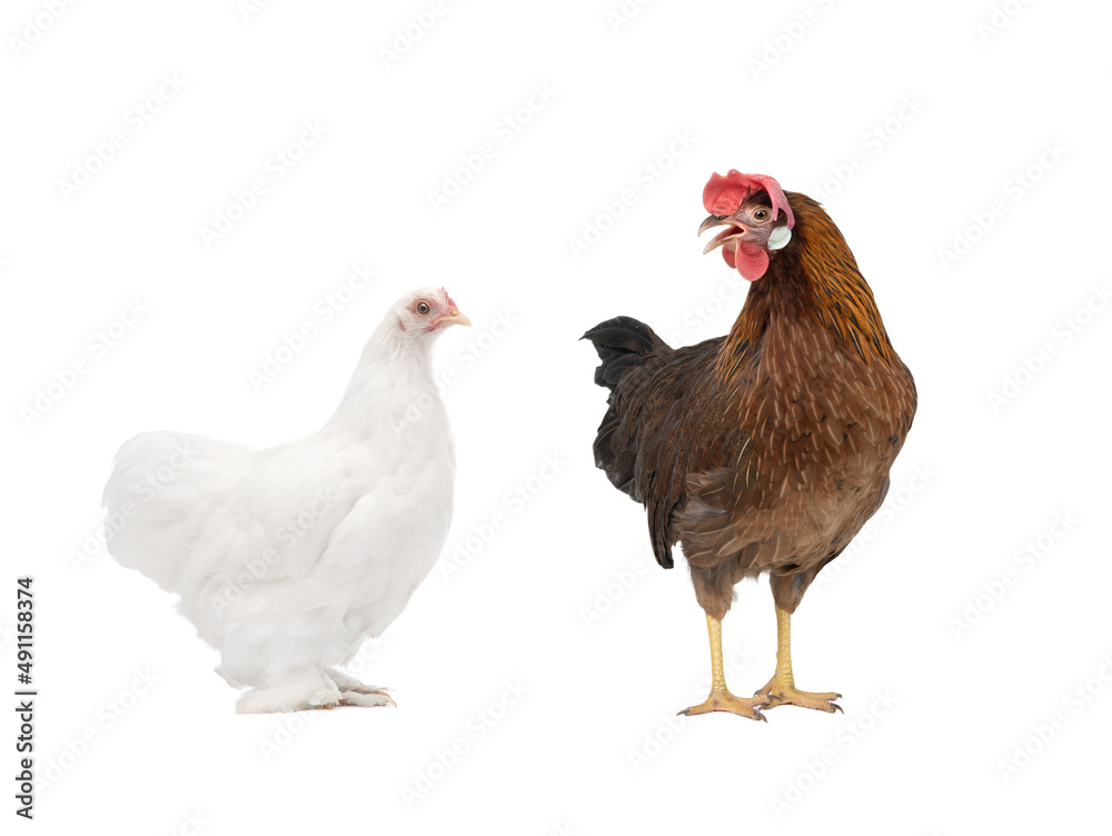 two chicken isolated on white background