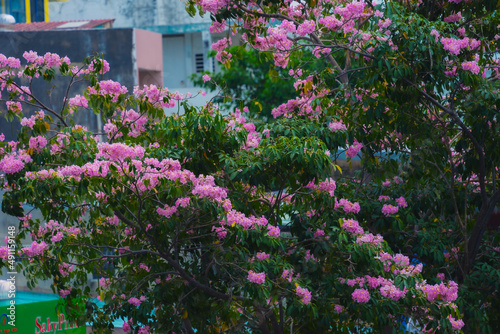 Fototapeta Naklejka Na Ścianę i Meble -  Tabebuia rosea trees or Pink trumpet trees are in bloom along the road in Dien Bien Phu st, Ho Chi Minh city, Vietnam