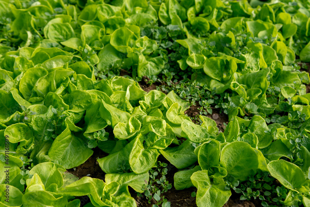 Winter lettuce growing in the greenhouse. Organic vegetable garden. Fresh healthy food. Winter lettuce growing in the greenhouse. Organic vegetable garden. Fresh healthy food.