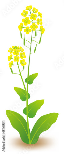 菜の花