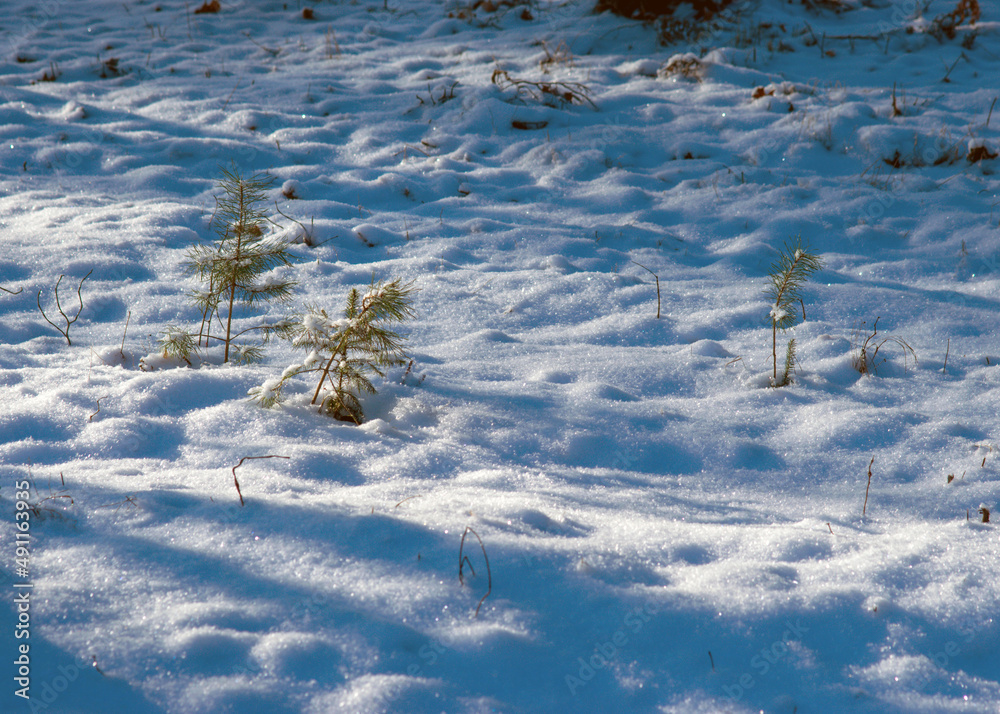 close-up view of snowy plants, snow texture, white, snowy ground close-up view of snowy plants, snow texture, white, snowy ground